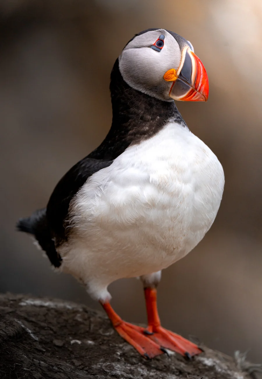 Frailecillo atlántico en acantilado, Islandia