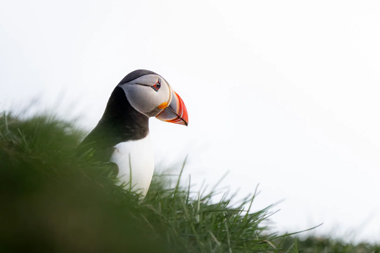 Frailecillo atlántico en acantilado, Islandia