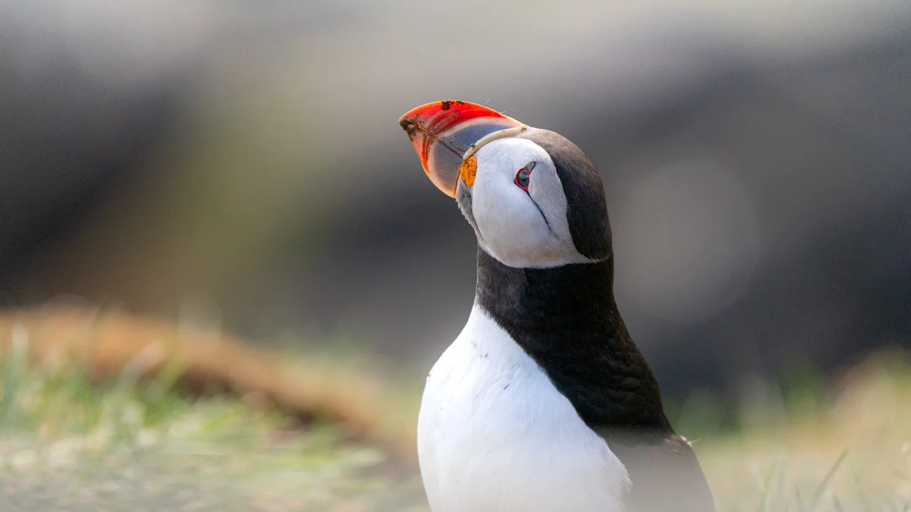 Frailecillo atlántico en acantilado, Islandia
