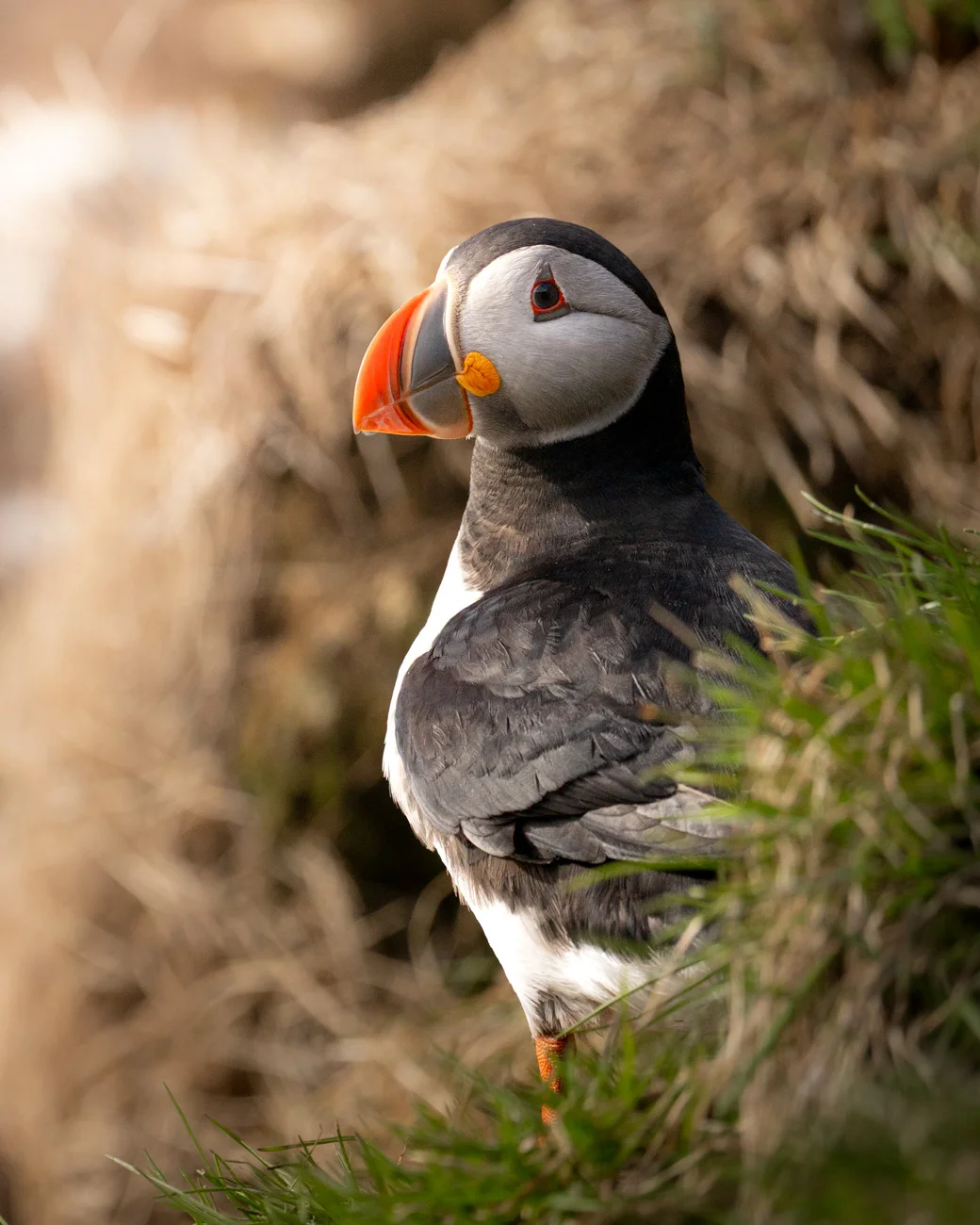 Frailecillo atlántico en acantilado, Islandia