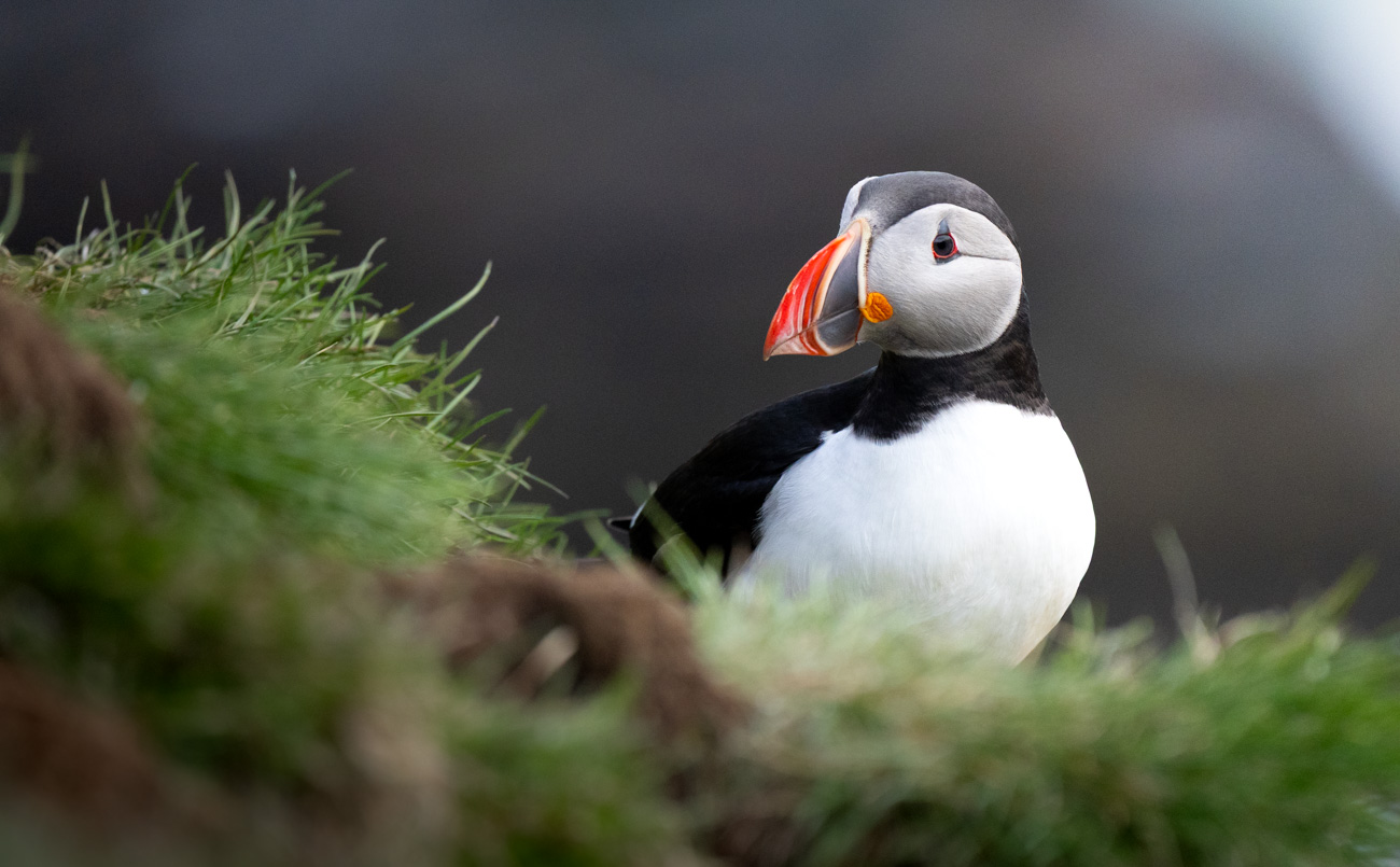 Frailecillo atlántico en acantilado, Islandia