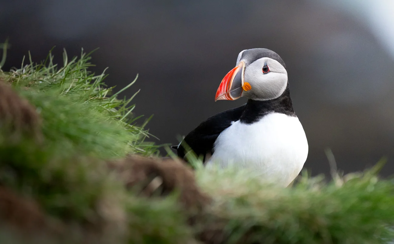 Frailecillo atlántico en acantilado, Islandia
