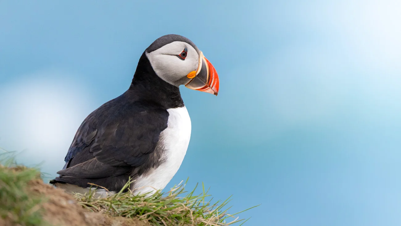 Frailecillo atlántico saliendo de su madriguera, Islandia