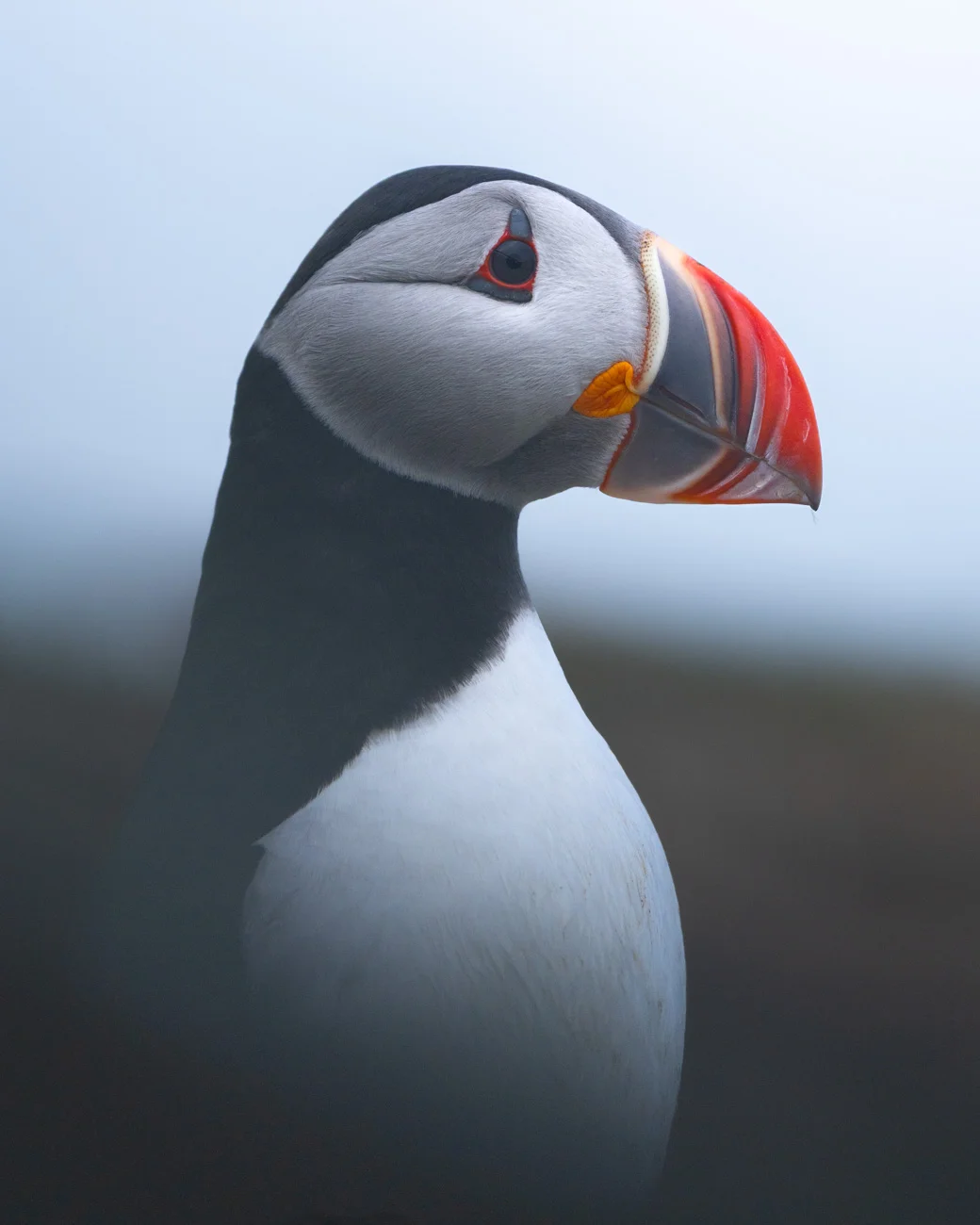 Frailecillo atlántico en primer plano, Islandia