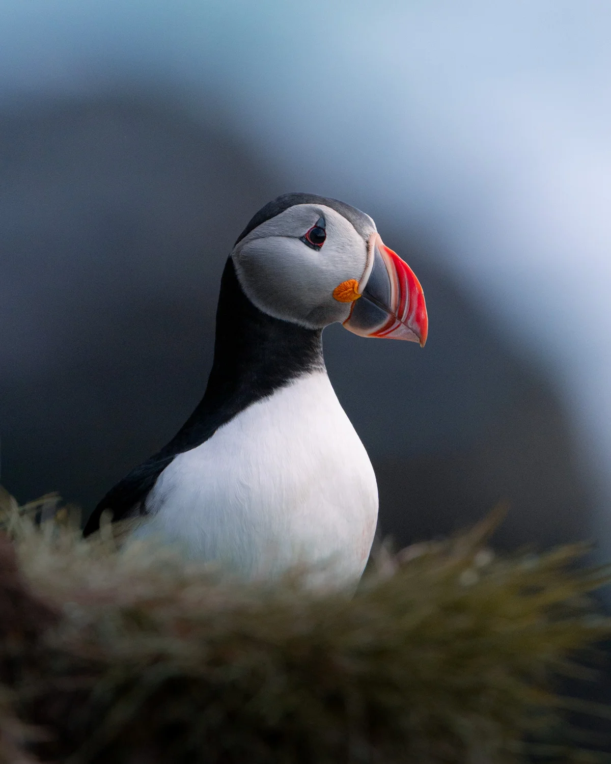 Frailecillo atlántico en acantilado de Islandia
