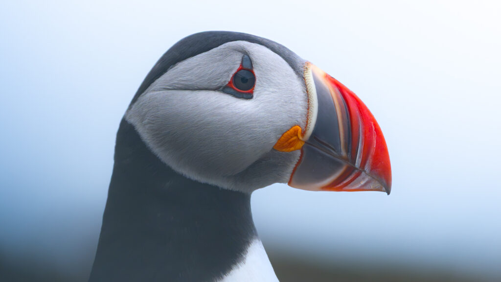 frailecillo Islandia documentación cambio climático
